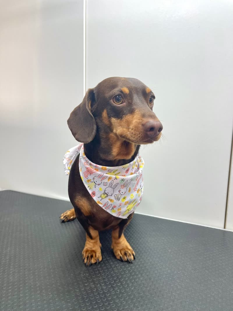 Miniature dachshund in a pastel bandana on the black grooming table in the white salon room