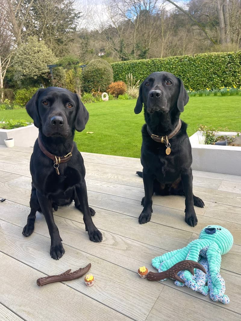 Two black Labradors on a garden patio with their toys
