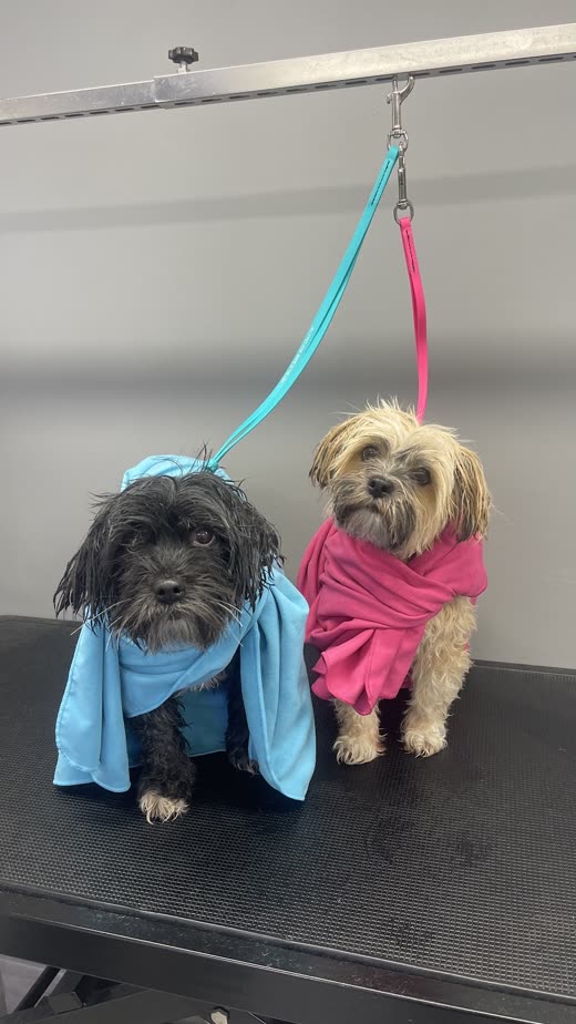 Two small fluffy dogs wrapped in blue and pink towels on the grooming table after their bath