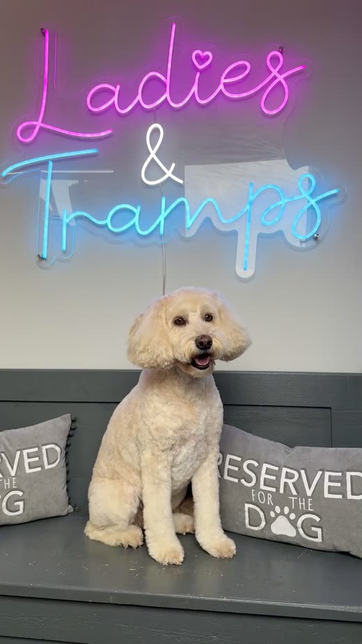 Freshly groomed cream poodle-cross sitting on the salon bench