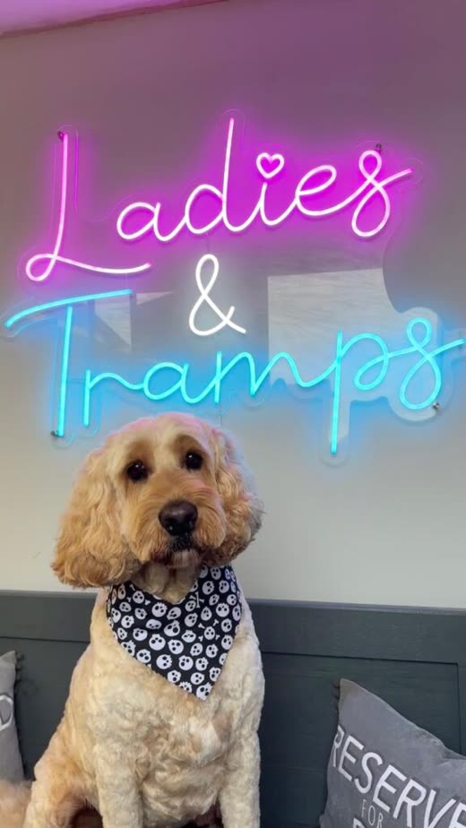 Apricot cockapoo in a navy bandana after its groom